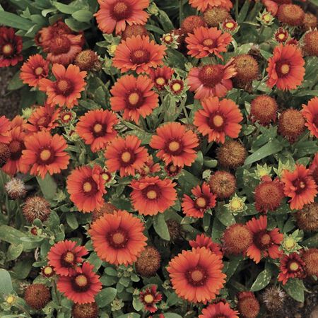 Arizona Red Shade, Gaillardia - 100 Seeds image number null